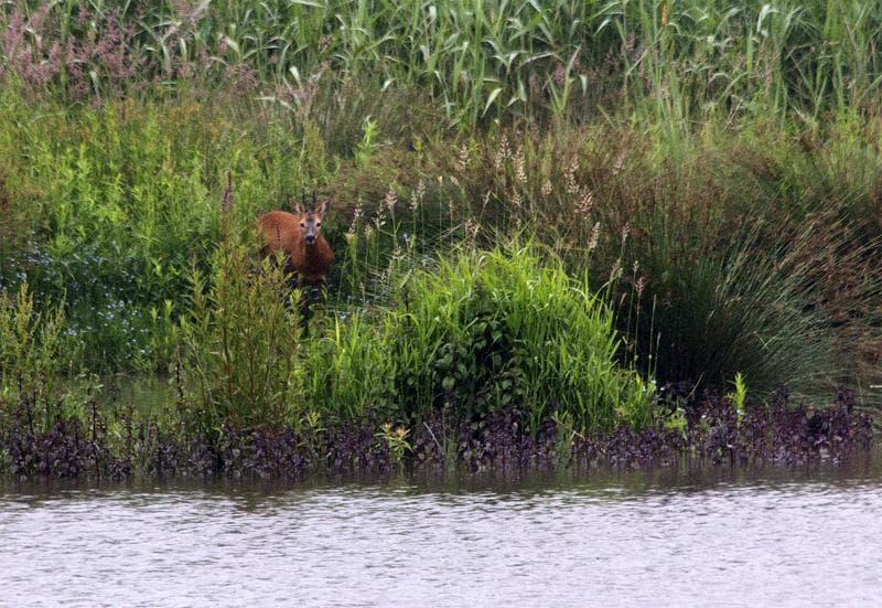 capriolo