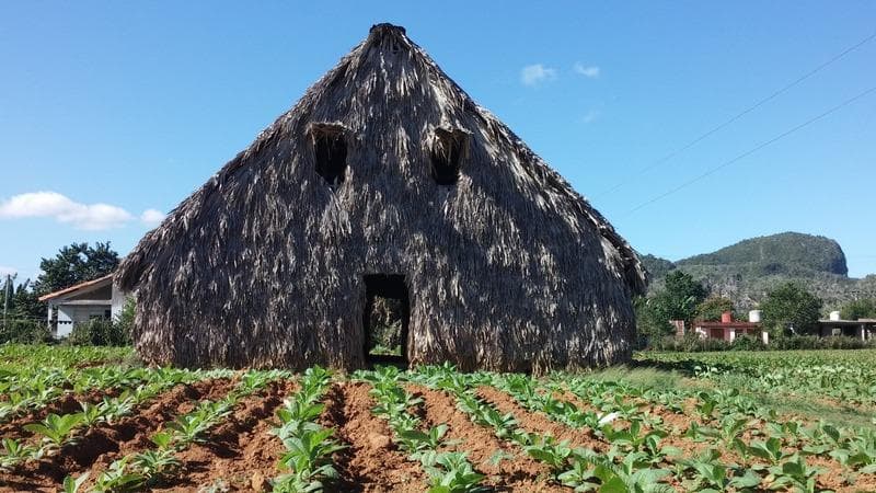 coltivazioni cuba