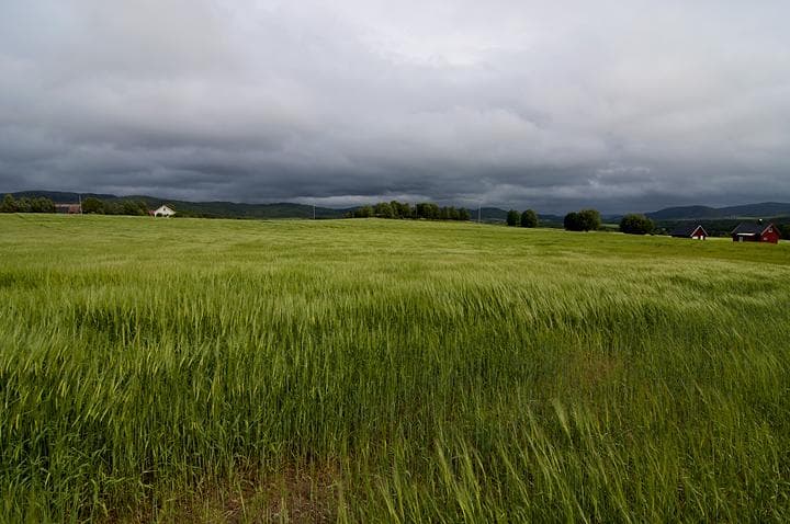 campo di grano