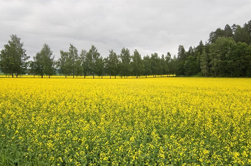 campo giallo